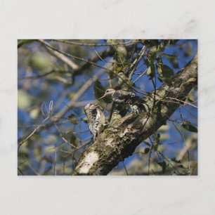 Sapsucker Postkarte