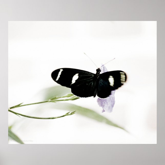 Sara Print Poster (Vorne)