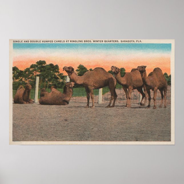 Sarasota, Florida - Camels at Ringling Bros Poster (Vorne)