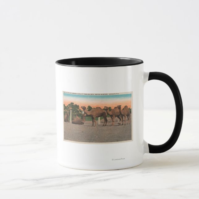 Sarasota, Florida - Kamele bei Ringling Bros Tasse (Rechts)