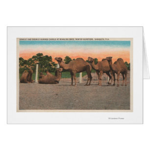 Sarasota, Floride - Camels à Ringling Bros