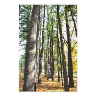 Saratoga Wellness-Center Staat Park Pines Fotodruck