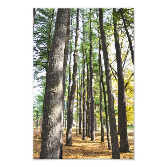 Saratoga Wellness-Center Staat Park Pines Fotodruck (Vorne)