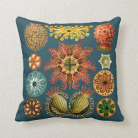 Sarcelle d'hiver de coussin d'échinoderme de