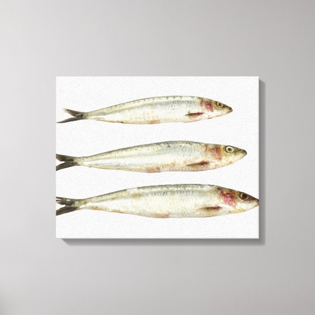 Sardinen (Pilchards) 2 Leinwanddruck (Vorderseite)