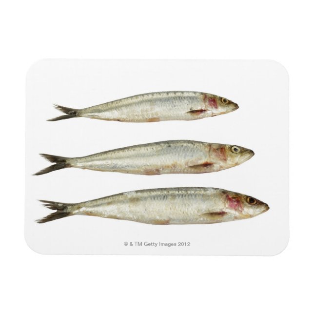 Sardinen (Pilchards) 2 Magnet (Horizontal)