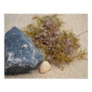 Sargasso-Narrowleaf-Sargasso mit Granitgestein und Fotodruck