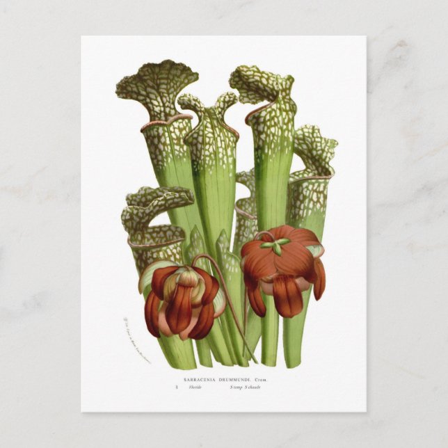 Sarracenia drummundi postkarte (Vorderseite)