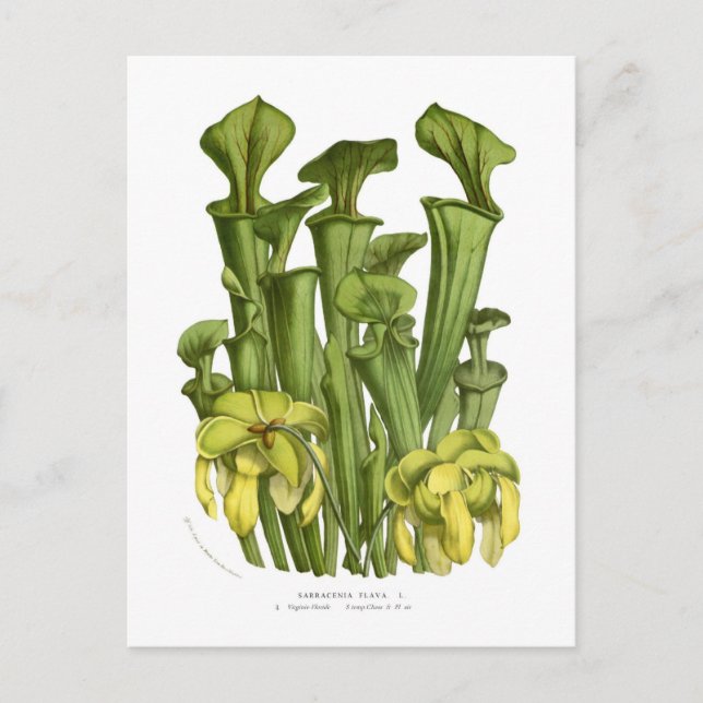 Sarracenia flava postkarte (Vorderseite)