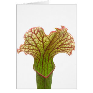 Sarracenia Pitcher Plante