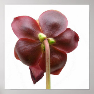 Sarracenia purpurea Krug-Pflanzen-Blume Poster