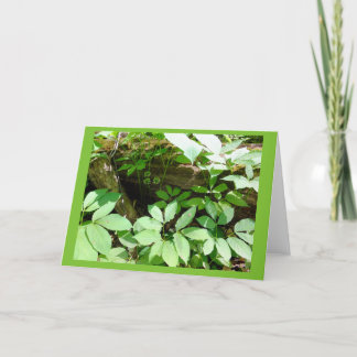 Sarsasparilla dans la carte de note de blanc de