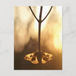 Sarurnia pavonia postkarte