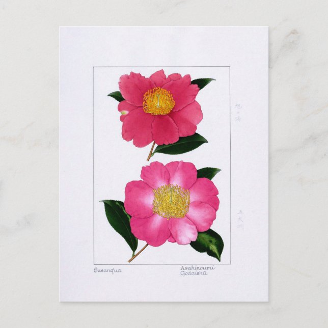 Sasanqua Plate: Asahinoumi & Godaishu Postkarte (Vorderseite)