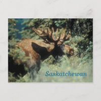 Saskatchewan bull moose Postkarte