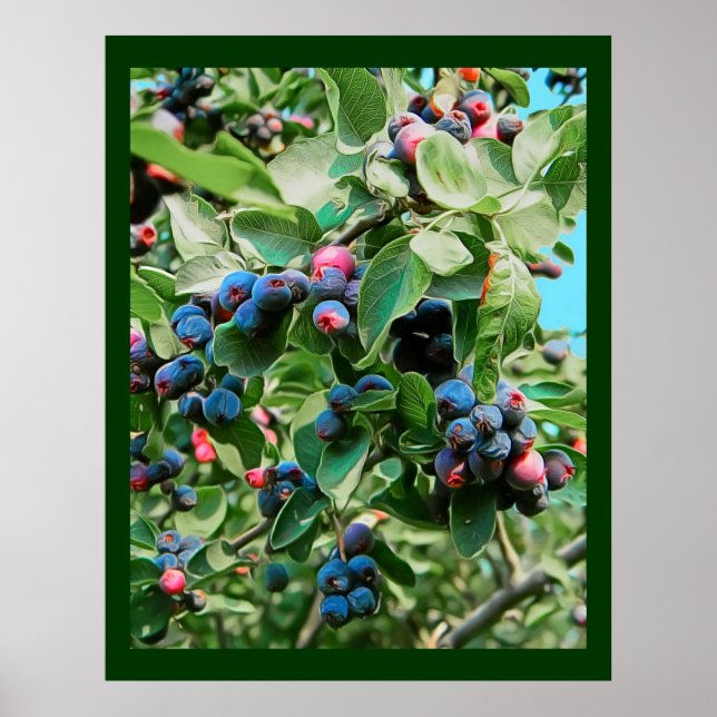 Saskatoon Poster (Vorne)