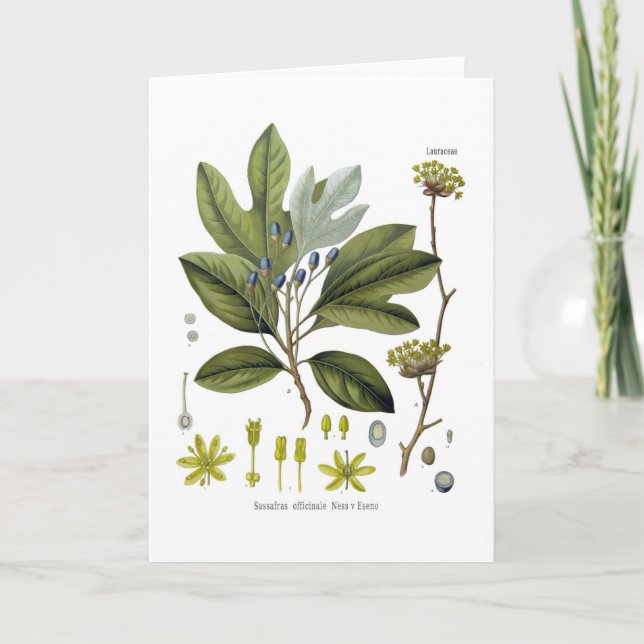 Sassafras officinale karte (Vorderseite)