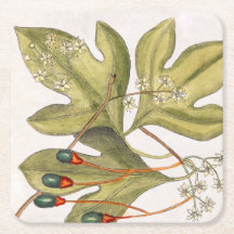 Sassafrasbaum-Blätter Blumen Beeren Vintage-Kunst