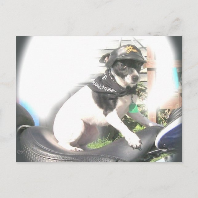 Sassy Biker Rat Terrier Babe Postkarte (Vorderseite)