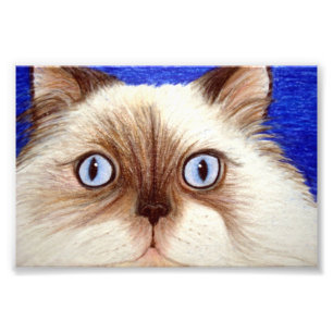 Sassy der Himalajakatzen-12x18 Foto-Druck Fotodruck