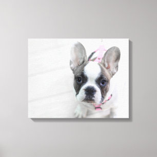 Sassy French Bulldog Leinwanddruck
