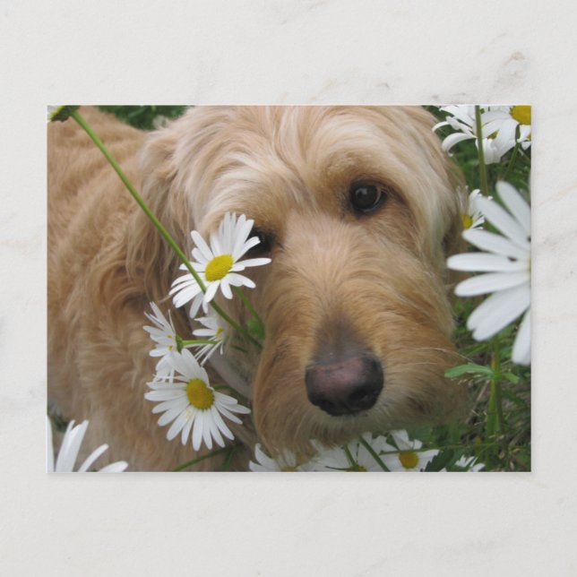 Sassy Girl Postkarte (Vorderseite)