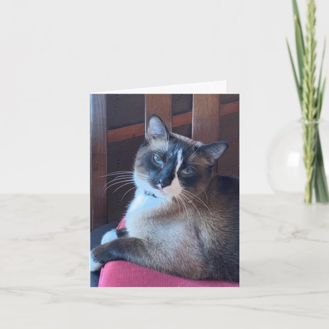 Sassy Snowshot Cat Karte (Vorderseite)