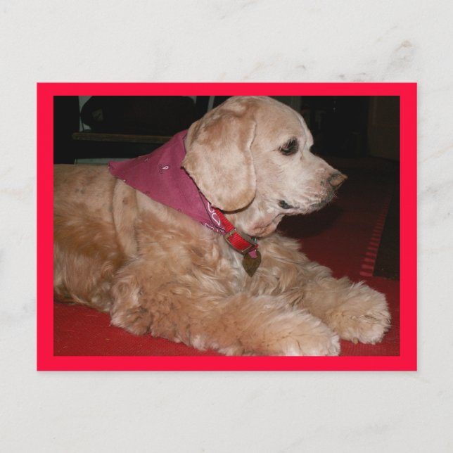 Sassygirl Postkarte (Vorderseite)