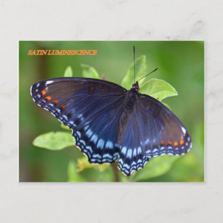 SATIN LUMINESCENCE POSTKARTE