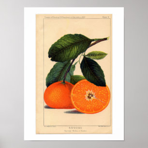 Satsuma Botanical Print Poster