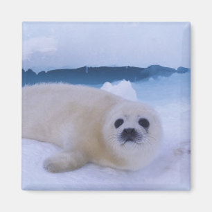 Sattelrobbe Nordamerika, Kanada, Quebec Magnet