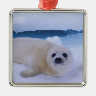 Sattelrobbe Nordamerika, Kanada, Quebec Silbernes Ornament