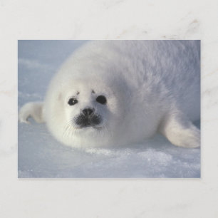 Sattelrobbe Phoca groenlandica) Eine Woche alte Sa Postkarte