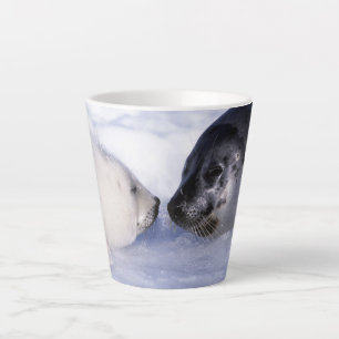 Sattelrobbenmutter mit Jungtier Milchtasse