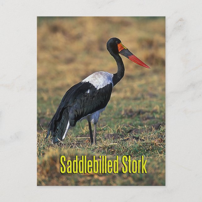 Sattelstorch Postkarte (Vorderseite)