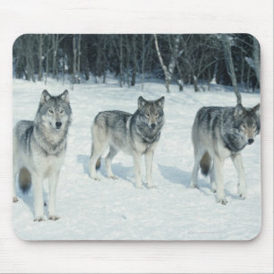 Satz Wölfe am Rand des schneebedeckten Waldes Mousepad