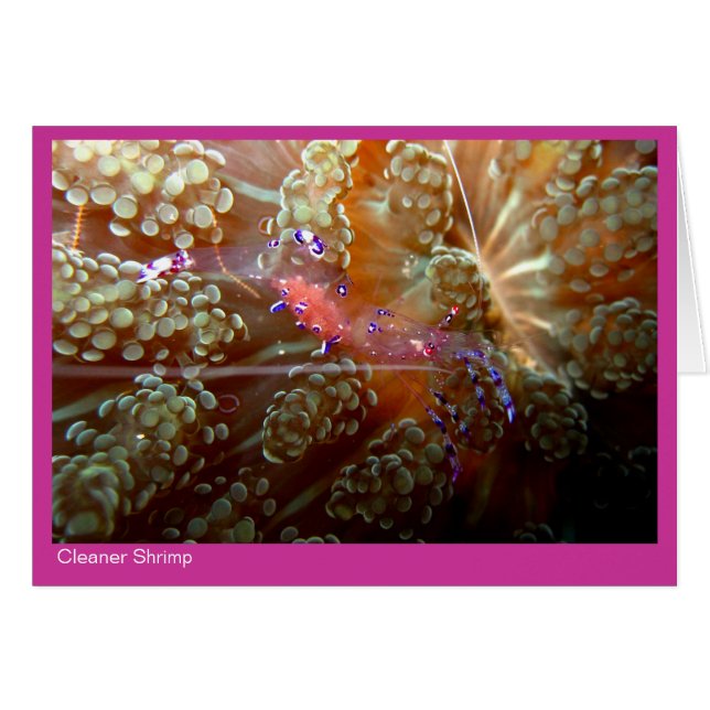 Sauberere Garnelegeschenkkarte - 01 - Rosa (Vorderseite (Horizontal))
