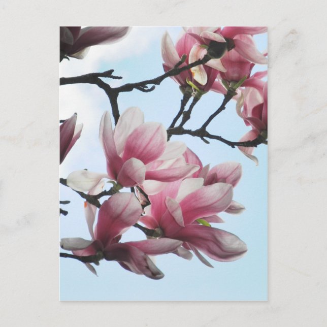 Saucer Magnolia Tulip Tree Blume Foto Postkarte (Vorderseite)