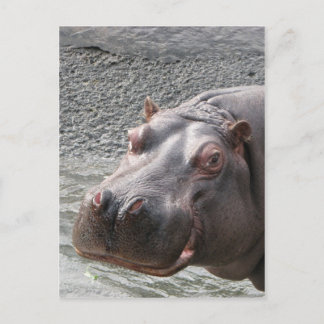 Saucy Hippo! Postkarte