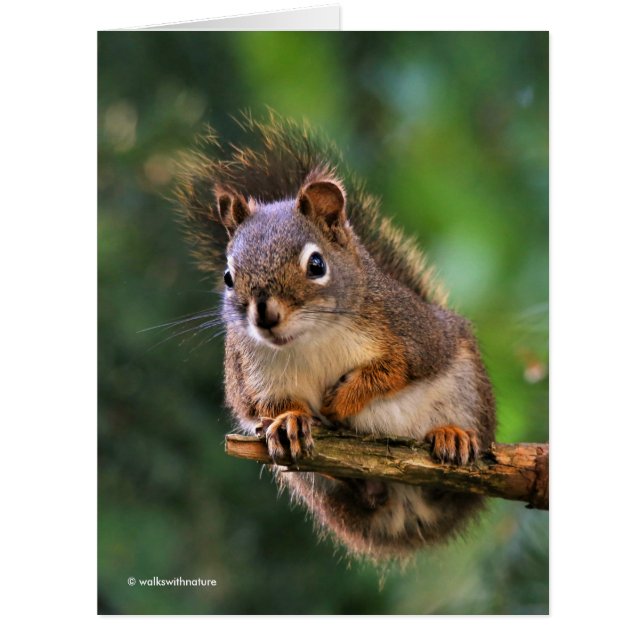 Saucy Red Eichhörnchen in der Tanne (Vorderseite)