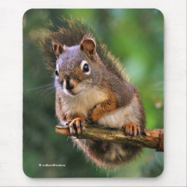 Saucy Rotes Eichhörnchen im Tannenbaum Mousepad