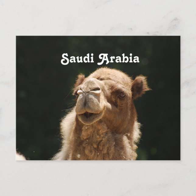 Saudi-arabisches Kamel Postkarte (Vorderseite)