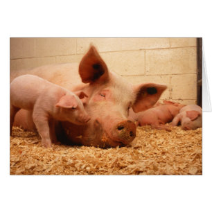 Sauen und Ferkel