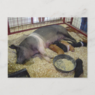Sauen und Ferkel Postkarte
