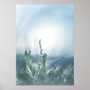 Sauerampfer-Pflanze Naturfoto Poster