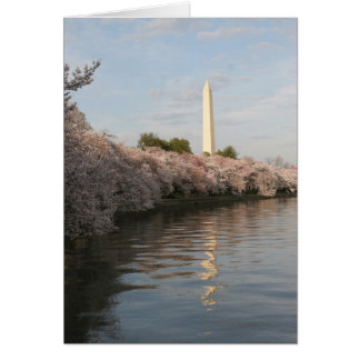 Sauerkirschblüte in Washington
