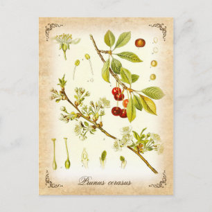Sauerkirschpflanze - Vintage-Illustration Postkarte