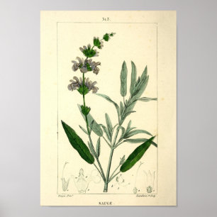 Sauge, Blumenmuster-Pflanze drucken Poster
