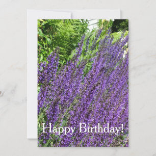 Sauge pourpre, Salvia violette Carte Anniversaire