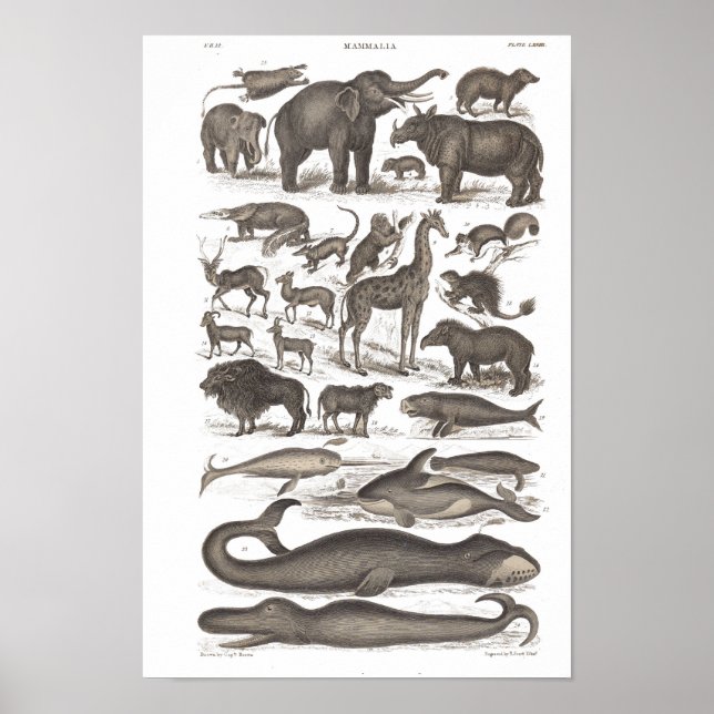 Säugetiere aus Vintager Naturgeschichte Poster (Vorne)